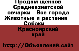 Продам щенков Среднеазиатской овчарки - Все города Животные и растения » Собаки   . Красноярский край